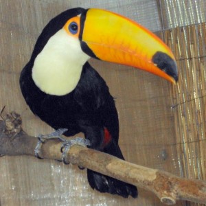 Pair of Toco Toucan birds For good home