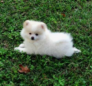 Healthy Pomeranian Puppies