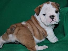 charming enlish bulldog puppies searching for new homes