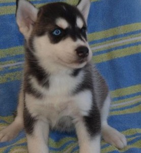 Siberian Husky Pups For Adoption