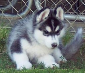 Adorable AKC Siberian Husky(Champion Bloodlines)ready to go