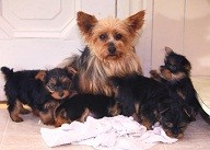 Oustandingly Cute teacup Yorkie puppies for adoptions