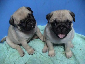 cute and loving pug puppies for free adoption to a free home