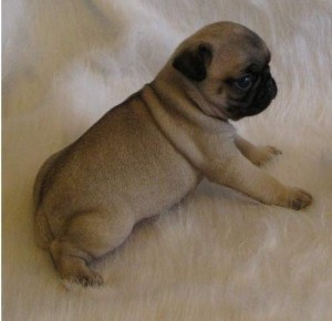 Excellent pug puppies