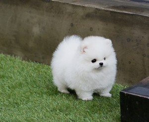 male and female Pomeranian puppies