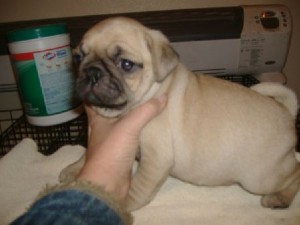 cute and loving pug puppies for free adoption to a free home