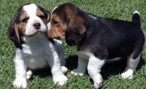 Outstanding Male And Female Beagle Puppies for XMAS