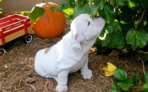 Two English Bulldog Puppies Pending New Homes