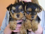 Beautiful Yorkshire Terrier Puppies