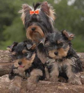 Tea-cup yorkie puppies available for adoption