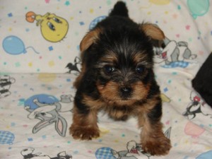 Teacup size Yorkie Puppies Ready for Rehoming