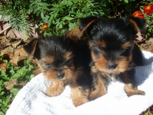 Adorable Teacup Yorkie Puppies Ready For free Adoption