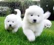 Amassing and Cute White Samoyed Puppies