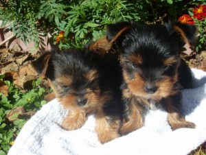 Super Cute Male And Female Yorkie Puppies For Adoption*