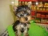 Good looking T-cup Yorkie pup available for adoption