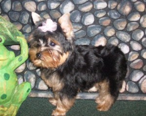 tiny Yorkie puppies in California by Yorkie