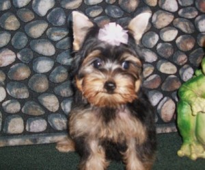 Quality Magnificent yorkie Puppies..........