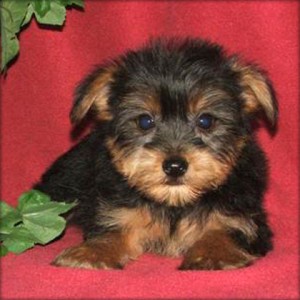 Miniature health guaranteed yorkie Puppies..