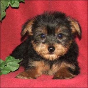 Akc Register yorkie Need New Families.