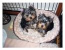 Free Top Quality Yorkie Puppies for Adoption