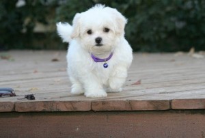 HEALTHY MALTESE PUPPIES  FOR FREE ADOPTION