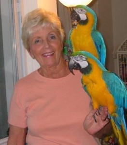 Well Tamed Beautiful Blue and Gold Macaws For re homing