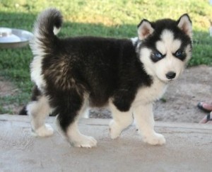 charming Sweet Siberian Husky puppies ***Wyoming***