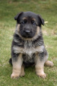 male and female German Shepard for adoption