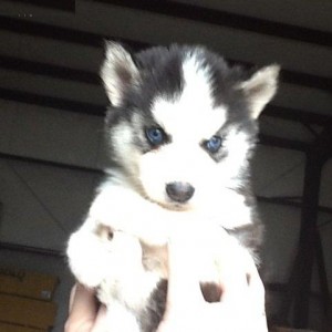 cute siberian husky puppy