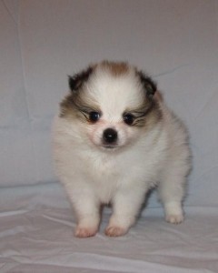 Pomeranian Puppies Now Available For New Homes