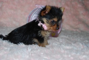 Baby-Face Yorkie Teacups Puppies For RE-HOMING