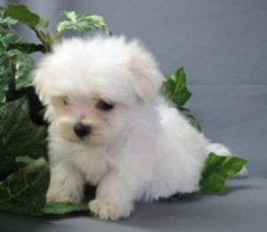 Maltese puppies available for adoption