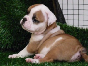 hfhdstetet Adorable English Bulldog puppies a good home