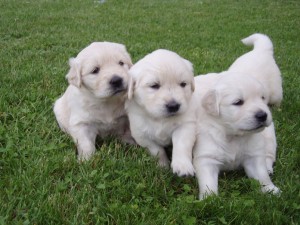 Golden retriever puppy's looking for a new home