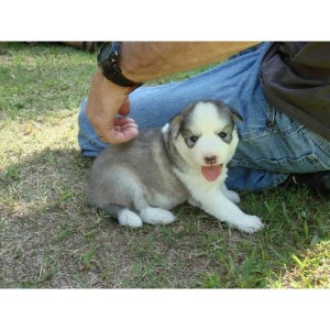 Vet Checked Male and Female siberian husky Puppies available for adoption