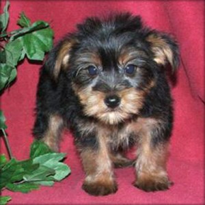 Blue yorkies Female and Tiny Creme Male Puppies