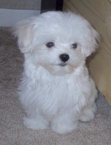 two Little and lovely Maltese puppies