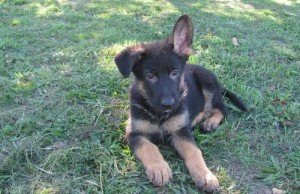 German Shepherd for sale