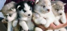 Beautiful Litter  Blue Eyes Siberian Husky Puppies