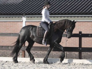 beautiful, honest, safe and beginner / children friendly friesian horse