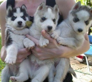 Male and Female Siberian husky Puppies