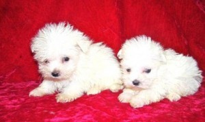 Lovely and cute Maltese puppies for good homes,