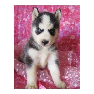 Akc siberian husky puppies for adoption