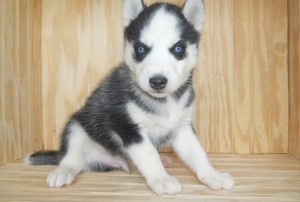 adorable male and female siberian husky puppies for adoption