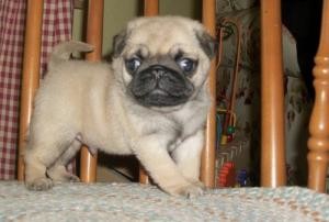 Taciy pug pups ready to go now