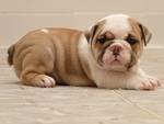 Extremely Cute Male And Female English Bulldog Puppies for free adoption in to a new home