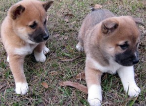 Lovely Shiba Inu Puppies For Sale