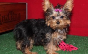 ADORABLE YORKIE PUPPIES FOR FREE ADOPTION