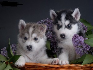 cute and adorable siberian husky puppies for adoption for any goods home if you are interested