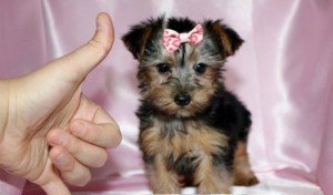 Male and female Yorkie puppies for good home,We have one female puppy and one male now available and ...